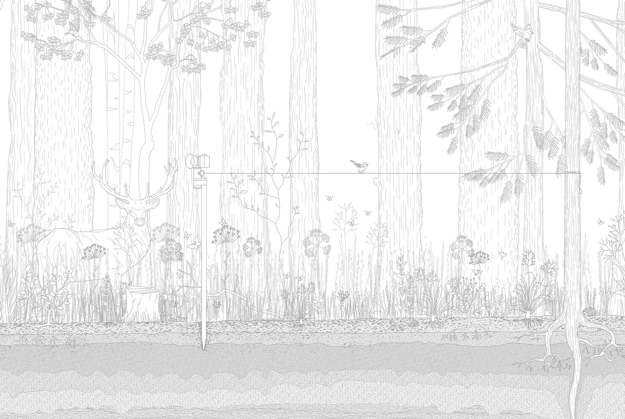 015 Lichtungszeichnung